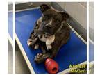 Boxer Mix DOG FOR ADOPTION RGADN-1355201 - MOTLEY - Boxer / Mixed (medium coat)