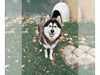 Mix DOG FOR ADOPTION RGADN-1355212 - CELESTE - Husky (medium coat) Dog For