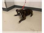American Staffordshire Terrier DOG FOR ADOPTION RGADN-1355236 - CHEWY - American