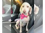 Labradoodle DOG FOR ADOPTION RGADN-1355243 - Gracie - Labrador Retriever /