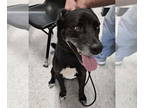 Labrador Retriever-Siberian Husky Mix DOG FOR ADOPTION RGADN-1355264 - Candy
