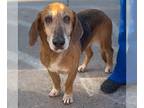 Bagle Hound DOG FOR ADOPTION RGADN-1355286 - Agatha - Basset Hound / Beagle /