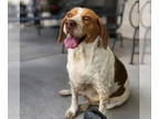 Basset Hound Mix DOG FOR ADOPTION RGADN-1355287 - Gertrude - Basset Hound /