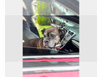 Boxer DOG FOR ADOPTION RGADN-1355288 - Mia III - Silver Heart - Boxer Dog For