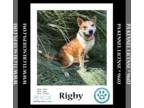 American Pit Bull Terrier Mix DOG FOR ADOPTION RGADN-1355300 - Rigby 081724 -