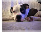 Boxer DOG FOR ADOPTION RGADN-1355307 - Mia - Boxer Dog For Adoption