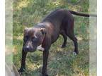 American Pit Bull Terrier Mix DOG FOR ADOPTION RGADN-1355331 - TULIP - Pit Bull