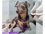 Border Terrier-Norfolk Terrier Mix DOG FOR ADOPTION RGADN-1355335 - Gibbs 2024 -