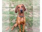 Rhodesian Ridgeback DOG FOR ADOPTION RGADN-1355351 - RAMBO - Rhodesian Ridgeback