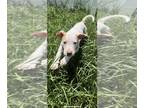 American Pit Bull Terrier DOG FOR ADOPTION RGADN-1355371 - Kenai - Pit Bull