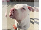 American Pit Bull Terrier DOG FOR ADOPTION RGADN-1355374 - Aries - American Pit