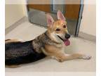German Shepherd Dog DOG FOR ADOPTION RGADN-1355379 - *CAPTAIN - German Shepherd