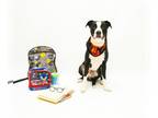 Border Collie Mix DOG FOR ADOPTION RGADN-1355411 - BOSCOE - Border Collie /