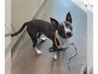 Plott Hound DOG FOR ADOPTION RGADN-1355413 - LINK - Plott Hound (medium coat)