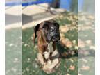 Boxer DOG FOR ADOPTION RGADN-1355417 - WINSTON - Boxer (medium coat) Dog For