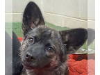 Pembroke Welsh Corgi Mix DOG FOR ADOPTION RGADN-1355422 - Cora - Shetland