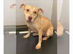 American Pit Bull Terrier Mix DOG FOR ADOPTION RGADN-1355453 - IRIS - Pit Bull