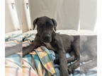 Great Dane Mix DOG FOR ADOPTION RGADN-1355480 - Tipitina - Great Dane / Mixed