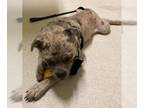 Catahoula Leopard Dog-Pug Mix DOG FOR ADOPTION RGADN-1355482 - Sam - Pug /