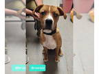Bullboxer Pit DOG FOR ADOPTION RGADN-1355483 - Brownie - Boxer / Pit Bull