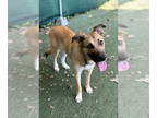 German Shepherd Dog DOG FOR ADOPTION RGADN-1355565 - SALVADOR - German Shepherd