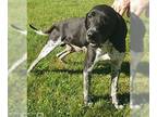 Bluetick Coonhound Mix DOG FOR ADOPTION RGADN-1355584 - Deputy Dan - sponsored!