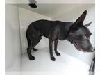 Boxador DOG FOR ADOPTION RGADN-1355598 - MANNY - Labrador Retriever / Boxer /