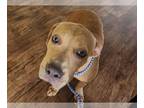 Black Mouth Cur-Labrador Retriever Mix DOG FOR ADOPTION RGADN-1355599 - CANDY