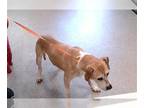 American Pit Bull Terrier Mix DOG FOR ADOPTION RGADN-1355600 - DOZER - Pit Bull