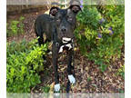 American Pit Bull Terrier Mix DOG FOR ADOPTION RGADN-1355633 - CUSCO - Pit Bull