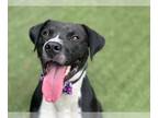 American Pit Bull Terrier-Dalmatian Mix DOG FOR ADOPTION RGADN-1355650 - DURANGO