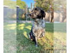 English Setter-Labrador Retriever Mix DOG FOR ADOPTION RGADN-1355659 - Zeus -