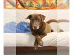 Labrador Retriever Mix DOG FOR ADOPTION RGADN-1355670 - Ramas - Labrador