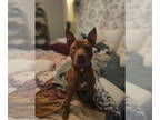 Staffordshire Bull Terrier Mix DOG FOR ADOPTION RGADN-1355671 - Stitch *Long