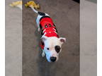 American Staffordshire Terrier Mix DOG FOR ADOPTION RGADN-1355675 - Petey *Long