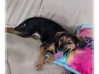 Beagle-Spaniel Mix DOG FOR ADOPTION RGADN-1355678 - Petunia - Beagle / Spaniel /