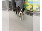 Huskies Mix DOG FOR ADOPTION RGADN-1355725 - JINX - Husky / Mixed (medium coat)