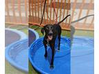 Labrador Retriever Mix DOG FOR ADOPTION RGADN-1355754 - FANCY - Labrador
