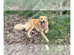 Golden Retriever Mix DOG FOR ADOPTION RGADN-1355773 - Max **Courtesy Post** -