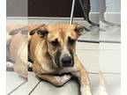 Black Mouth Cur Mix DOG FOR ADOPTION RGADN-1355841 - LEMON - Black Mouth Cur /