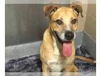 Boxador DOG FOR ADOPTION RGADN-1355878 - LEIF - Boxer / Labrador Retriever /