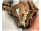 Anatolian Shepherd-Great Pyrenees Mix DOG FOR ADOPTION RGADN-1355894 -