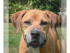 Great Dane Mix DOG FOR ADOPTION RGADN-1355968 - Amos - Yellow Labrador Retriever