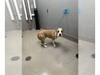 Boxer Mix DOG FOR ADOPTION RGADN-1355996 - MAVERICK - Boxer / Mixed (medium