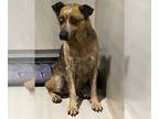 Australian Cattle Dog DOG FOR ADOPTION RGADN-1356050 - *HELEN - Queensland