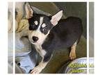 Huskies Mix DOG FOR ADOPTION RGADN-1356124 - SUGAR - Husky / Mixed (medium coat)