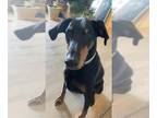 Doberman Pinscher DOG FOR ADOPTION RGADN-1356146 - AYNE - Doberman Pinscher