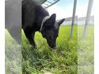 German Shepherd Dog DOG FOR ADOPTION RGADN-1356147 - EAGLE - German Shepherd Dog