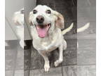 Beagle Mix DOG FOR ADOPTION RGADN-1356166 - Joe *Foster or Adopt* - Hound /