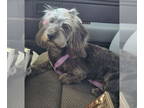 Dachshund-Miniature Schnauzer Mix DOG FOR ADOPTION RGADN-1356168 - Moxie &